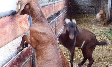 Casa en venta Fraccionamiento Ticuman