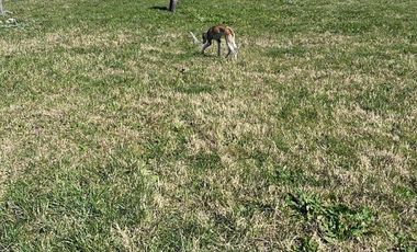 Terreno en venta - 800Mts2 - Chapadmalal, General Pueyrredón