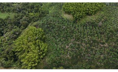 Finca en Venta en Circasia 9 cuadras