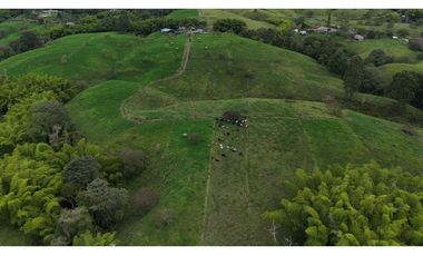 Finca ganadera en venta  50 Cuadras