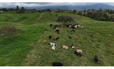Finca ganadera en venta  50 Cuadras