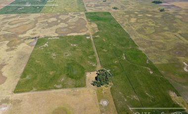 Campo  en venta Mixto de 246 has en Saladillo