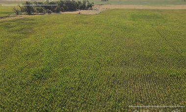 Campo  en venta Mixto de 246 has en Saladillo