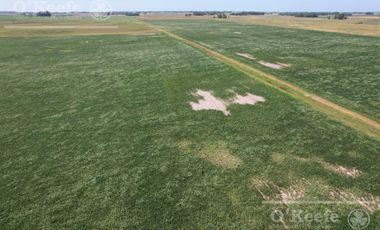 Campo  en venta Mixto de 246 has en Saladillo