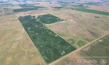 Campo  en venta Mixto de 246 has en Saladillo