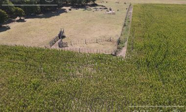 Campo  en venta Mixto de 246 has en Saladillo