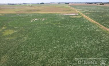 Campo  en venta Mixto de 246 has en Saladillo