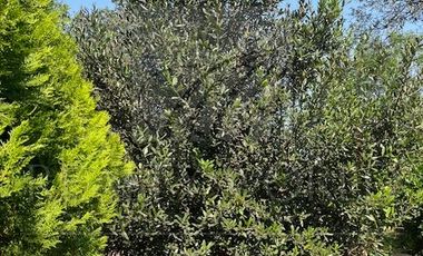 Quintas en Venta en Palmitos (Hacienda Palmitos)