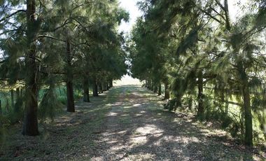 Campo de 95 Hectáreas en Lobos