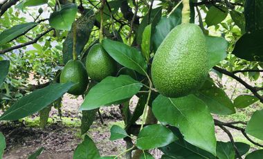 Venta terreno Guayllabamba plano 1.000m2 cerca al zoológico