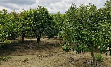 Venta terreno Guayllabamba con escritura pública. 1.000m2 cerca al zoo.