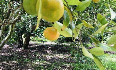 Venta terreno Guayllabamba con escritura pública. 1.000m2 cerca al zoo.