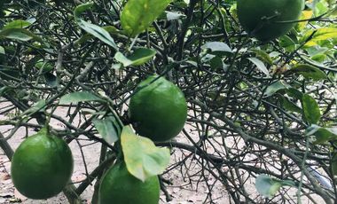 Venta terreno Guayllabamba con escritura pública. 1.000m2 cerca al zoo.