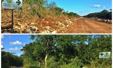 Oportunidad de inversión en Olivos Conkal