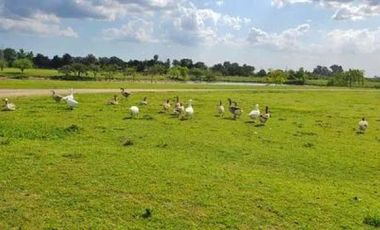 Terreno en venta - 1.168,01Mts2 - La Soberana, General Rodríguez