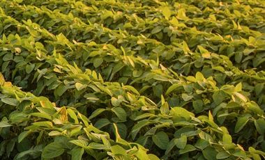 Campo en  venta - 20 HA