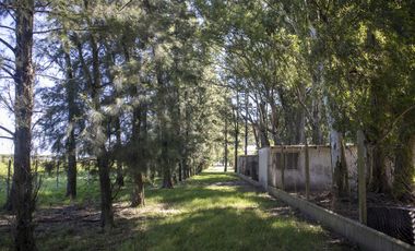 Campo de 38 hectareas en Navarro