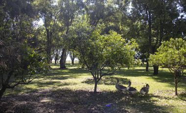 Campo de 38 hectareas en Navarro