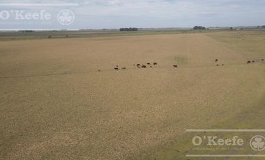 Campo en venta de 335 has 80% sembrable