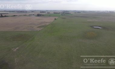 Campo en venta de 335 has 80% sembrable