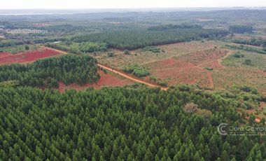 Chacra en Venta  - 25 hectáreas. Gdor, Roca.