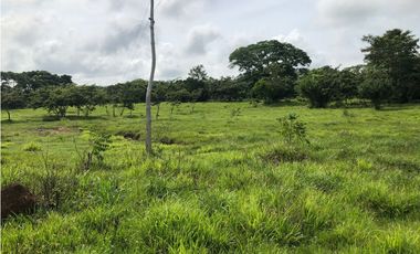 VENDE 8 HECTAREAS DE TERRENO VIA A TIERRALTA CORDOBA