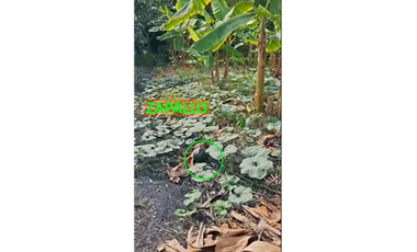 CABUYAL VENDO FINCA AGRICOLA PRODUCTIVA AGUA ABUNDANTE  1 0 2 FINCAS