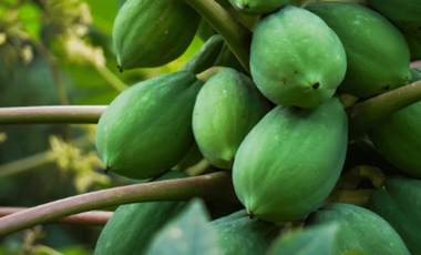 CABUYAL VENDO FINCA AGRICOLA PRODUCTIVA AGUA ABUNDANTE  1 0 2 FINCAS