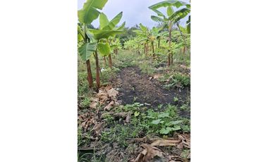 CABUYAL VENDO FINCA AGRICOLA PRODUCTIVA AGUA ABUNDANTE  1 0 2 FINCAS