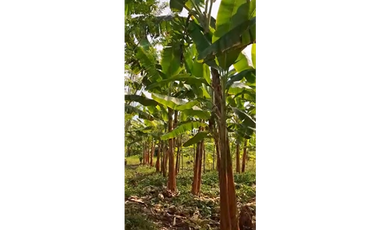 CABUYAL VENDO FINCA AGRICOLA PRODUCTIVA AGUA ABUNDANTE  1 0 2 FINCAS