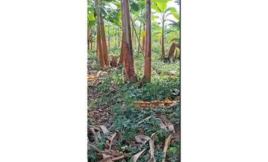 CABUYAL VENDO FINCA AGRICOLA PRODUCTIVA AGUA ABUNDANTE  1 0 2 FINCAS