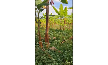 CABUYAL VENDO FINCA AGRICOLA PRODUCTIVA AGUA ABUNDANTE  1 0 2 FINCAS