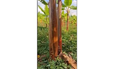 CABUYAL VENDO FINCA AGRICOLA PRODUCTIVA AGUA ABUNDANTE  1 0 2 FINCAS