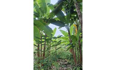 CABUYAL VENDO FINCA AGRICOLA PRODUCTIVA AGUA ABUNDANTE  1 0 2 FINCAS