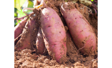 CABUYAL VENDO FINCA AGRICOLA PRODUCTIVA AGUA ABUNDANTE  1 0 2 FINCAS