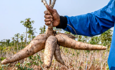 CABUYAL VENDO FINCA AGRICOLA PRODUCTIVA AGUA ABUNDANTE  1 0 2 FINCAS