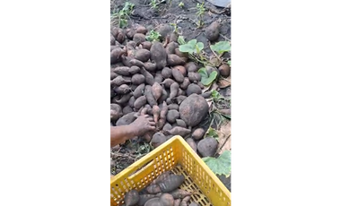 CABUYAL VENDO FINCA AGRICOLA PRODUCTIVA AGUA ABUNDANTE  1 0 2 FINCAS