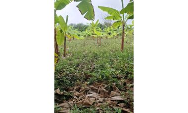 CABUYAL VENDO FINCA AGRICOLA PRODUCTIVA AGUA ABUNDANTE  1 0 2 FINCAS