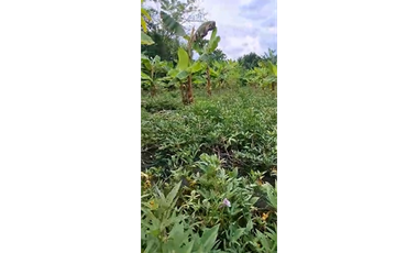 CABUYAL VENDO FINCA AGRICOLA PRODUCTIVA AGUA ABUNDANTE  1 0 2 FINCAS