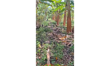 CABUYAL VENDO FINCA AGRICOLA PRODUCTIVA AGUA ABUNDANTE  1 0 2 FINCAS