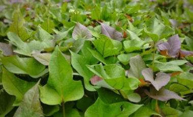 CABUYAL VENDO FINCA AGRICOLA PRODUCTIVA AGUA ABUNDANTE  1 0 2 FINCAS