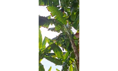 CABUYAL VENDO FINCA AGRICOLA PRODUCTIVA AGUA ABUNDANTE  1 0 2 FINCAS