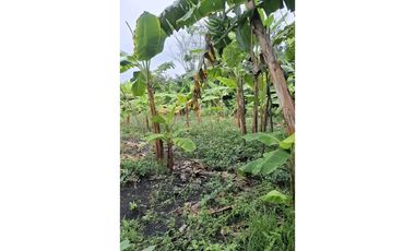 CABUYAL VENDO FINCA AGRICOLA PRODUCTIVA AGUA ABUNDANTE  1 0 2 FINCAS