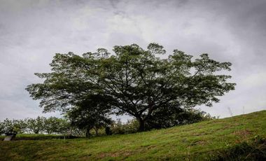 LOTE CAMPESTRE EN VENTA – CARTAGO, VALLE