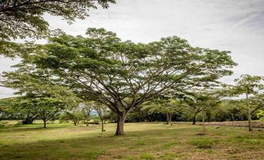 LOTE CAMPESTRE EN VENTA – CARTAGO, VALLE