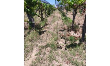 VENTA DE FINCA 12 HAS EN CALLE LOS GUINDOS, RIVADAVIA-MZA