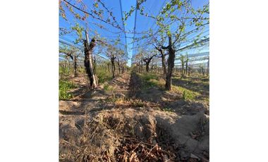 VENTA DE FINCA 12 HAS EN CALLE LOS GUINDOS, RIVADAVIA-MZA