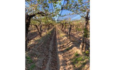 VENTA DE FINCA 12 HAS EN CALLE LOS GUINDOS, RIVADAVIA-MZA