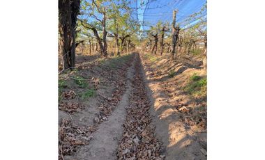 VENTA DE FINCA 12 HAS EN CALLE LOS GUINDOS, RIVADAVIA-MZA