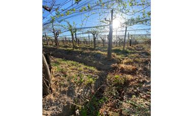 VENTA DE FINCA 12 HAS EN CALLE LOS GUINDOS, RIVADAVIA-MZA